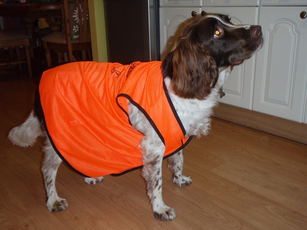 Hi-Viz